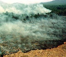 عشرات الحرائق في البرازيل تحول الغابات المطرية في الأمازون إلى رماد (صور)