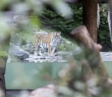 مقتل أخصائية رعاية حيوانات على يد أنثى نمر سيبيرية في حديقة حيوان زيوريخ