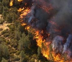 وزارة الزراعة تكشف أسباب حرائق الغابات
