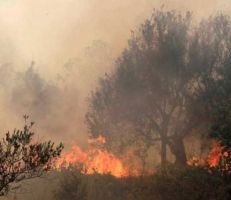 هيئة تطوير الغاب تكشف عن البدء بإجراءات الوقاية من الحرائق
