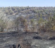 النيران تلتهم 50 دونماً من أشجار الزيتون والحمضيات في ريف اللاذقية