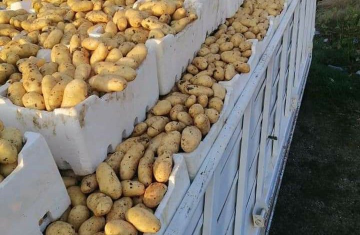 16 طناً من البطاطا في السويداء بسعر 375 ل.س للمواطنين