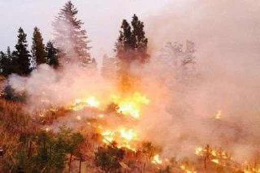 الحرائق الحراجية تأتي على مساحات جديدة من غابات وحراج محافظة طرطوس