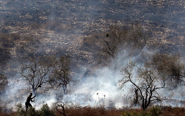 زراعة اللاذقية: ما يقرب من مليون ونصف شجرة مثمرة تضررت من الحرائق