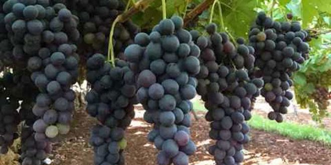 السورية لتصنيع العنب بالسويداء تحدد موعد استلام العنب الأسود