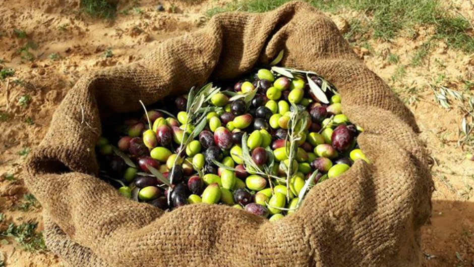 زراعة جبلة: 60 ألف طن تقديرات إنتاج الزيتون للموسم الحالي