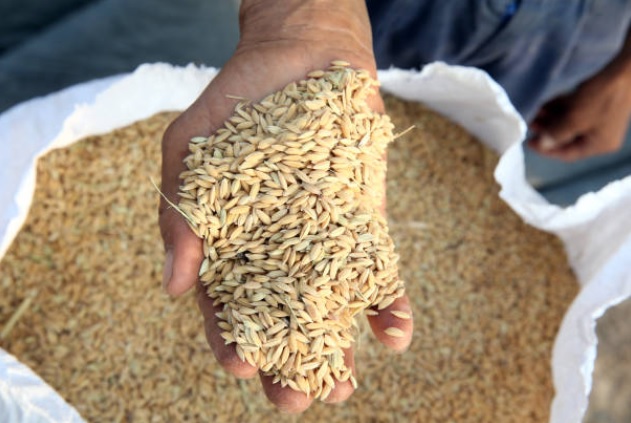 الهند تمدد قيود تصدير الأرز للسيطرة على الأسعار المحلية
