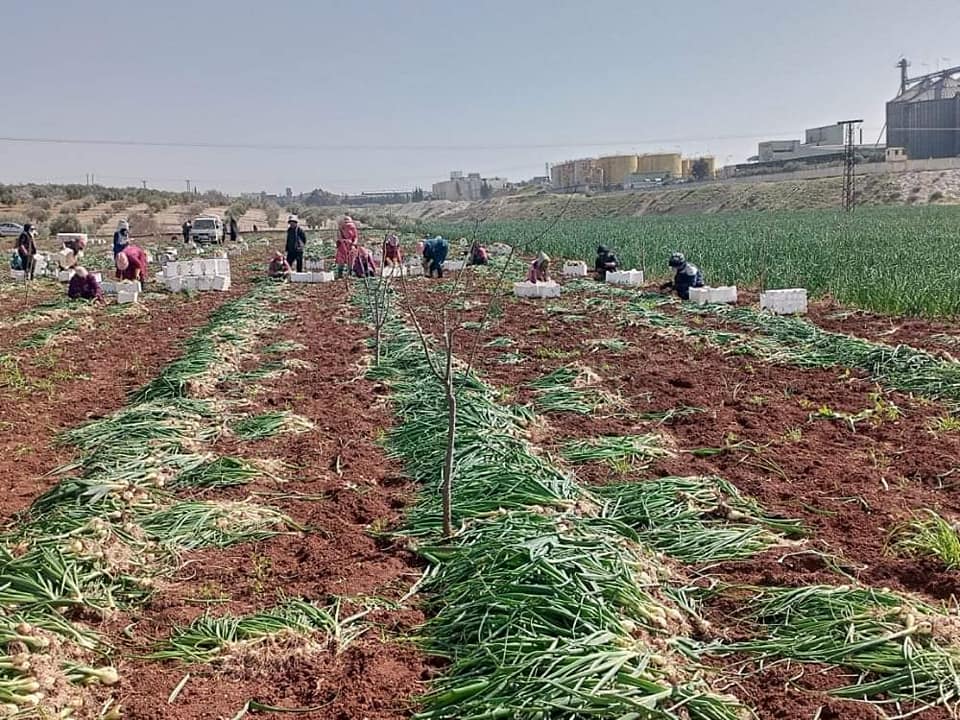 وزارة الزراعة توضح أسباب السماح باستيراد وتصدير البصل