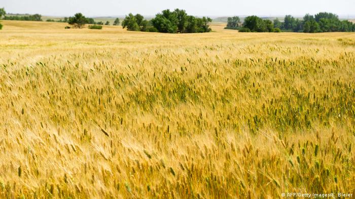 اتحاد الفلاحين: 500 ألف طن توقعات إنتاج الموسم الحالي من القمح والتسعيرة ستكون أعلى من العام الماضي