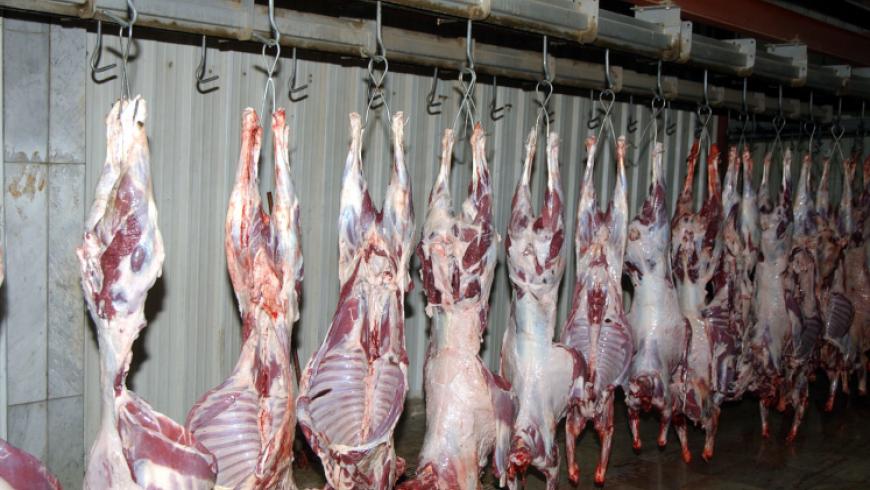 لجنة مصدري الأغنام : توقعات بانخفاض أسعار اللحوم بداية فصل الربيع